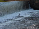 Great Blue Heron in the Sudbury River, Framingham