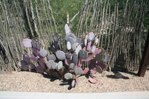 Cactus in Tucson