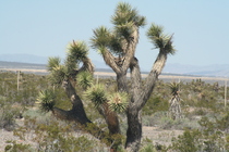 Desert vegetation