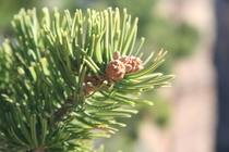 Pinyon pine branch