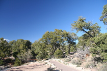 Trees and the Rim Trail