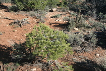 Pinyon pine sapling