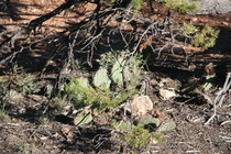 Prickly pear and pinyon pine