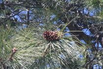 Ponderosa pine with cone