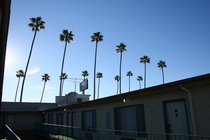 Palm trees over Comfort Inn
