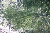 Ponderosa pine branch
