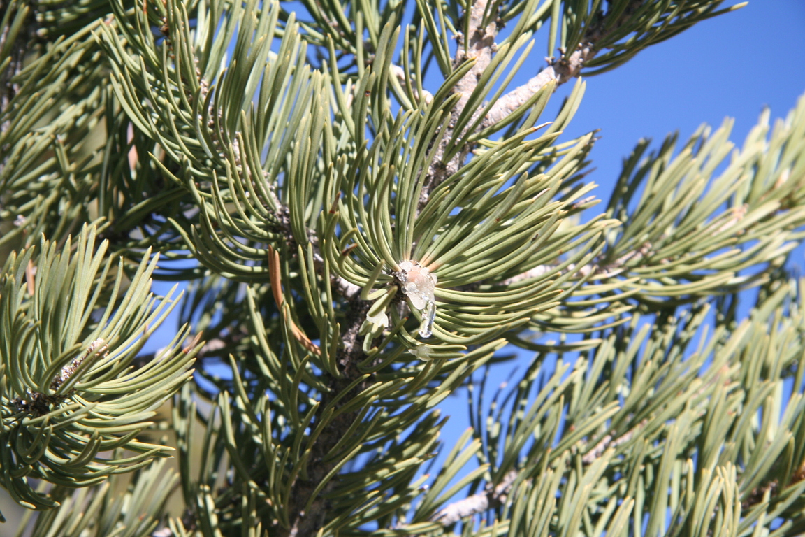 Pine tree with pitch