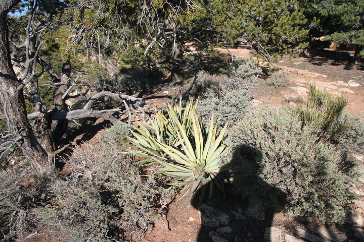 Two agaves and some shrubs