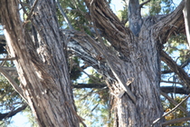 Juniper trunk